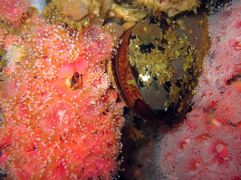 Strawberry Anemone & Scallop - Oil Rig Eureka - San Pedro Channel, CA 06/13/09  