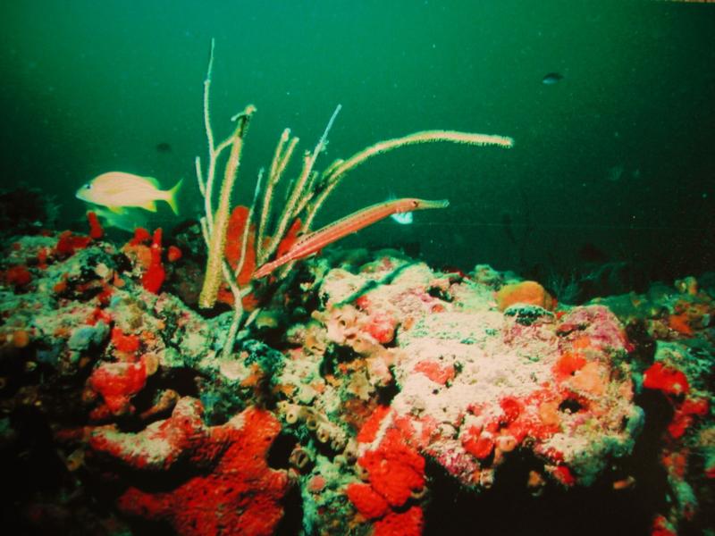 sea horse
