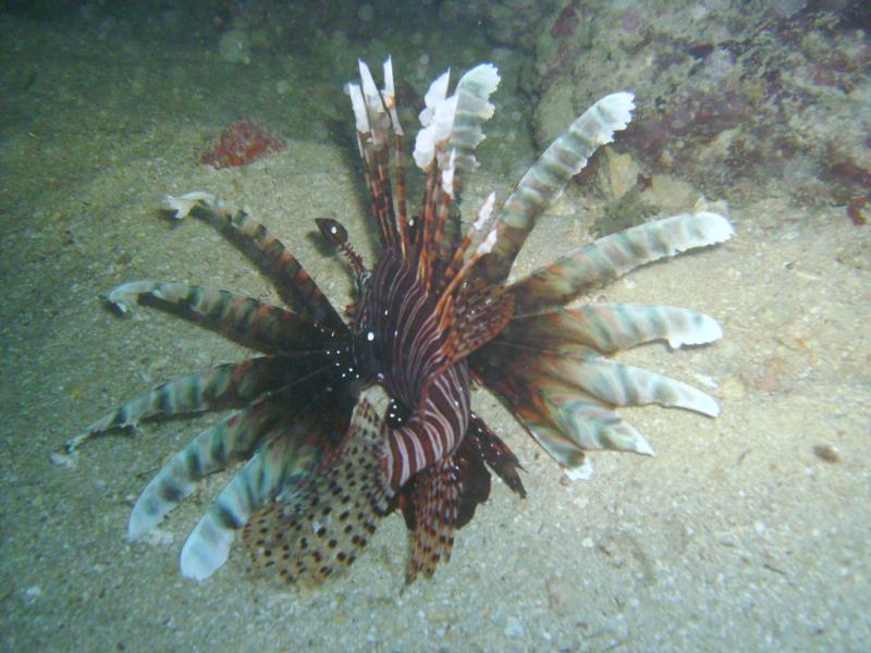 Lionfish