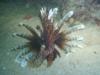 Lionfish