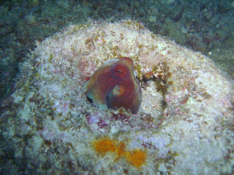 Octopus playing peekaboo