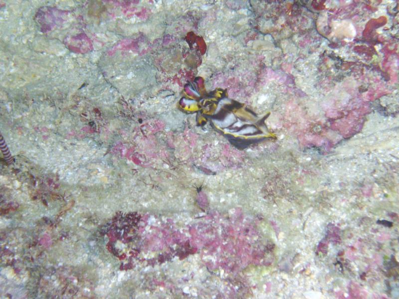 cuddlefish