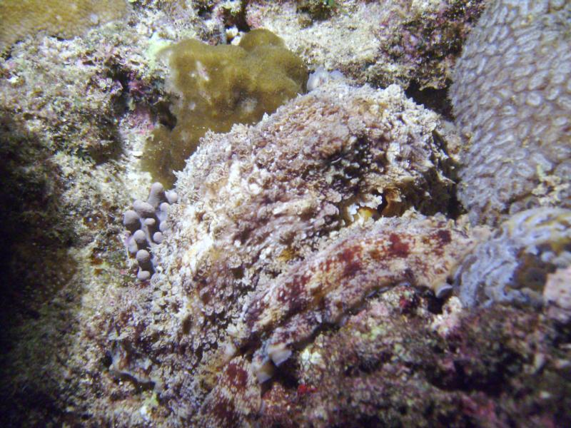 Octopus