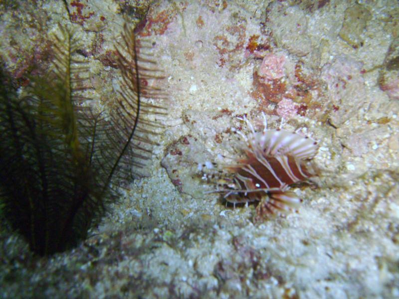 Lionfish