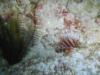 Lionfish