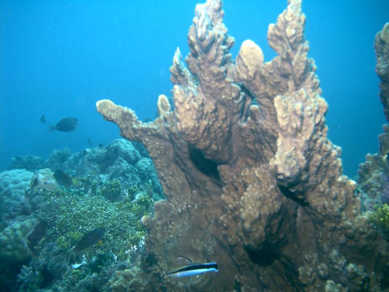 MayonViewResort.com Coral