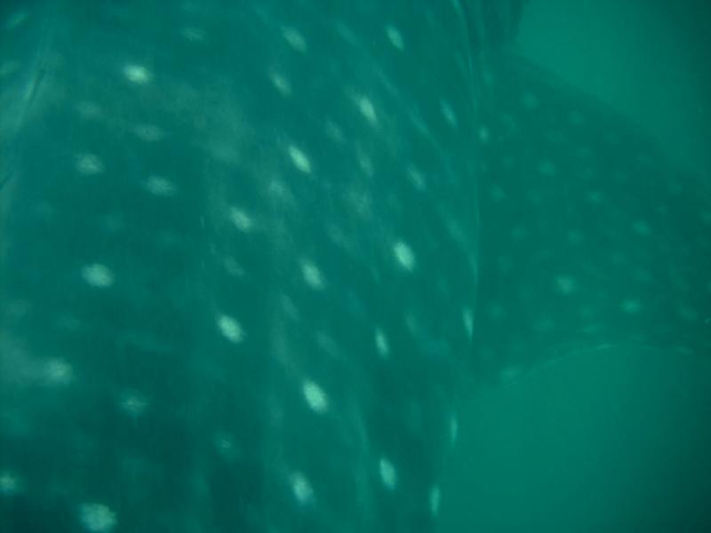 Donsol Bay Whale Shark