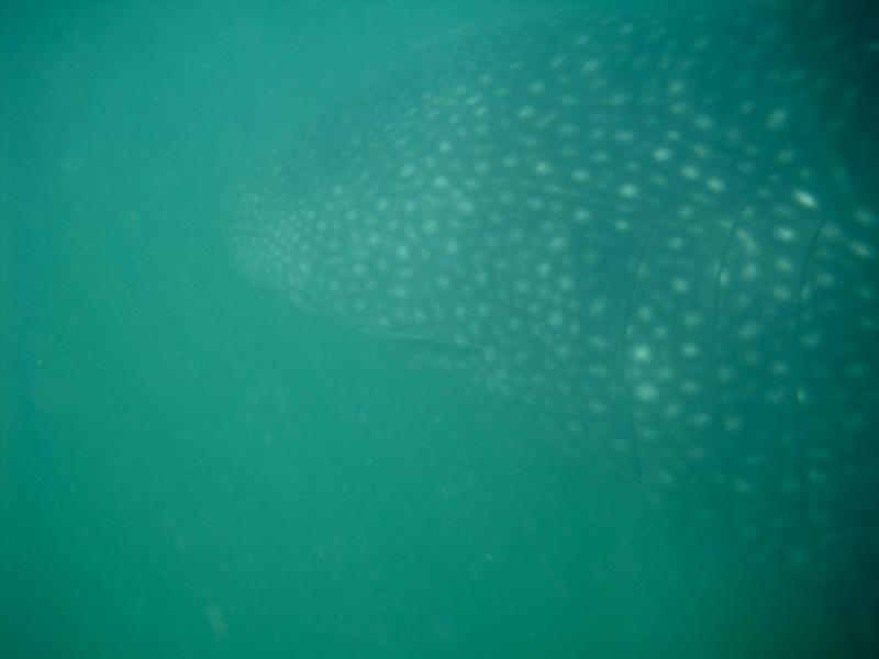 Donsol Bay Whale Shark