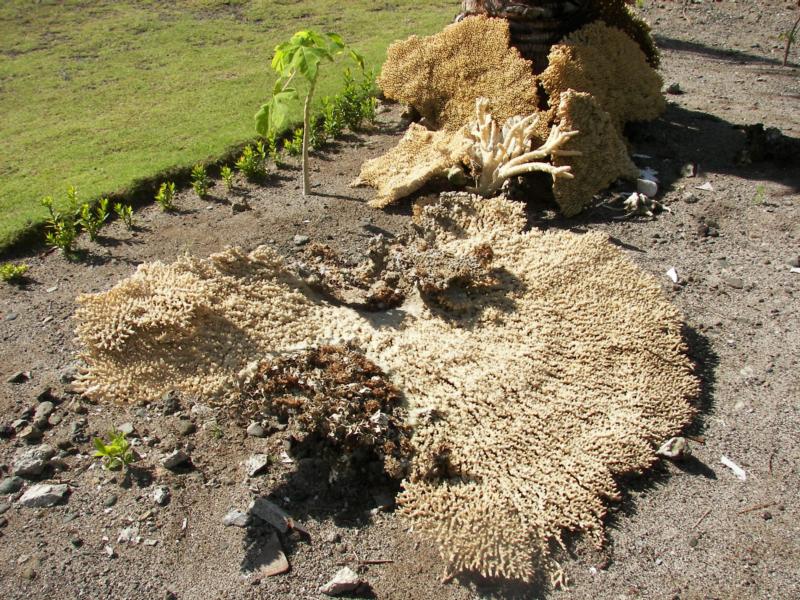 MayonViewResort.com Damage from typhoon, were removed to assist marine sanctuary patrol