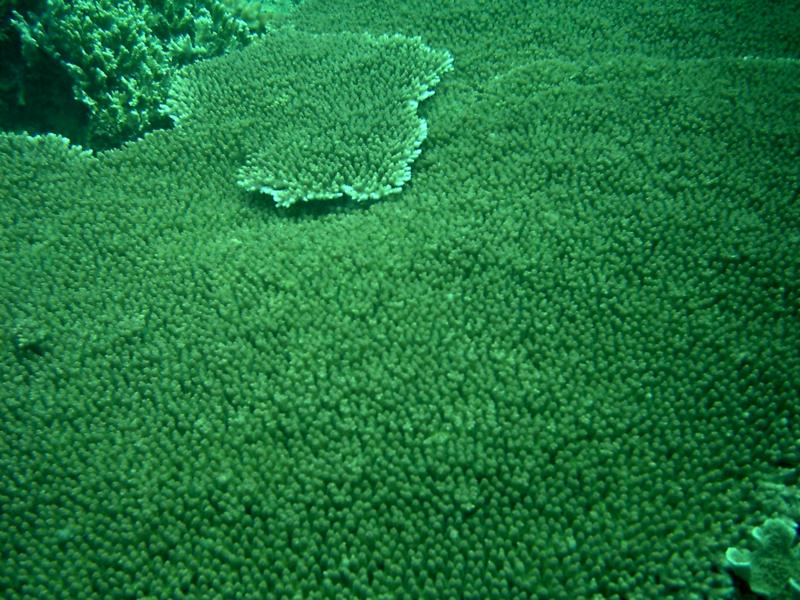 Undamaged Coral at MayonViewResort.com