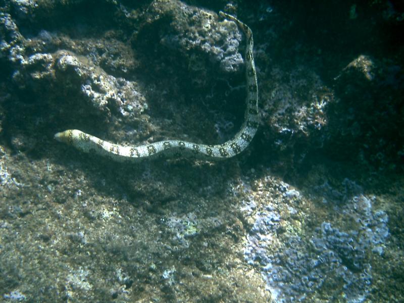 Oahu Sharks Cove Snorkeling