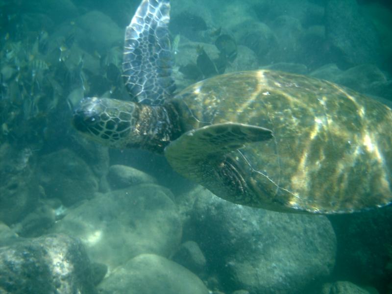 Oahu Sharks Cove Snorkeling