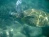 Oahu Sharks Cove Snorkeling