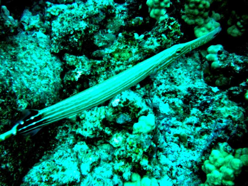 Trumpetfish