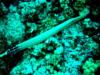 Trumpetfish