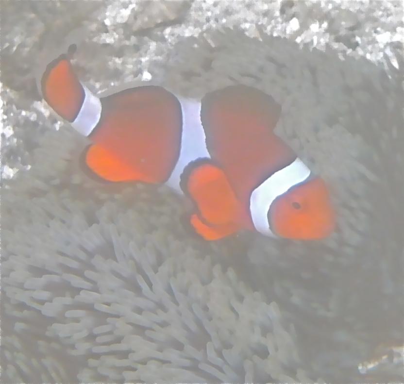 Clownfish, Philippines
