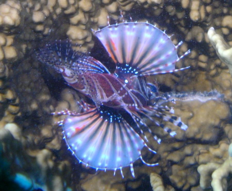 Mayon View Reef (Lionfish)