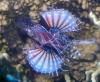 Mayon View Reef (Lionfish)