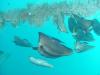 Batfish on the M/V AlmaJane