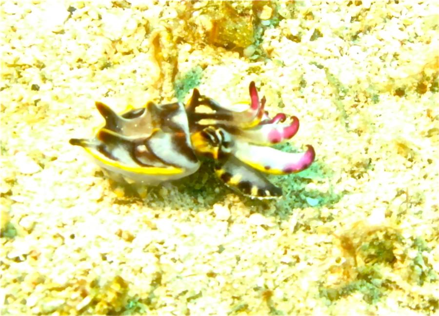 Flamboyant Cuddlefish