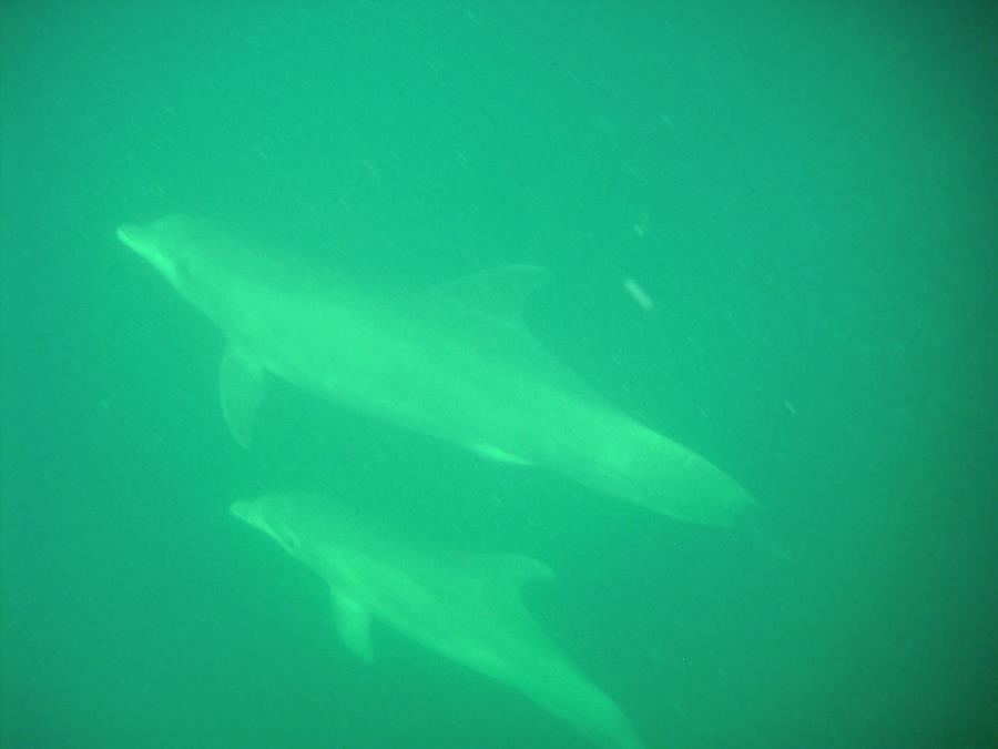 Dolphins during S.I. swim