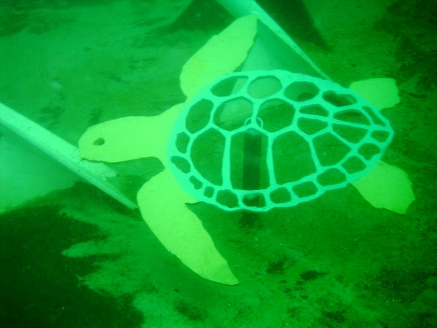 Turtle on Joe Patti Reef