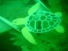Turtle on Joe Patti Reef