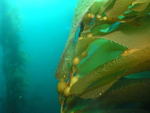 Kelpfish Hiding in the Kelp