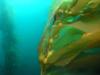 Kelpfish Hiding in the Kelp