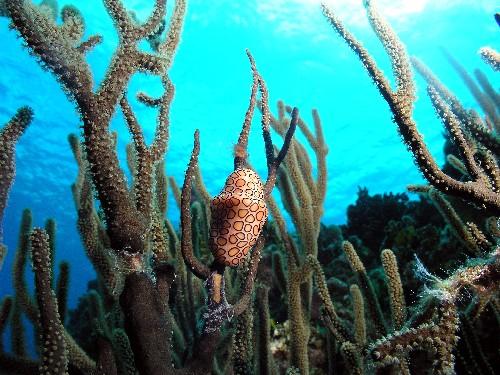 Flamingo Tongue in Cozumel