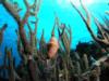 Flamingo Tongue in Cozumel