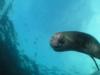 California Sea Lion - Practicing bouyancy