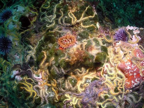 Brittle stars of every color...