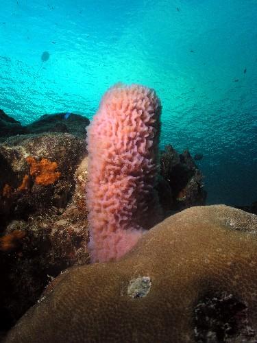 Sponge in Bonaire