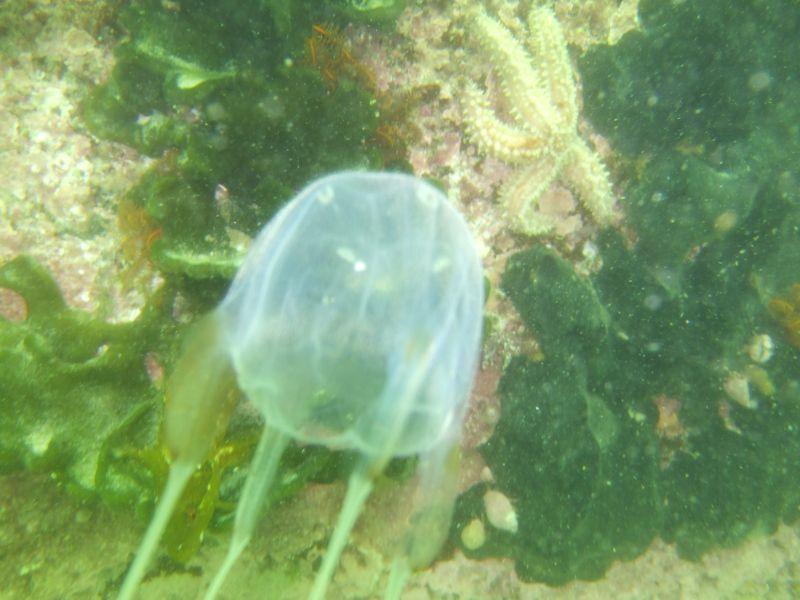 Jelly fish