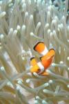 Clownfish Philippines