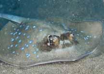 Blue Spotted Ray Face