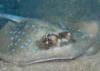 Blue Spotted Ray Face