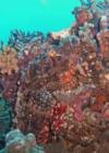 Colorful Scorpionfish