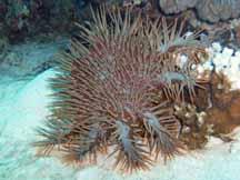 Crown of Thorns Starfish