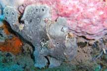 Frogfish