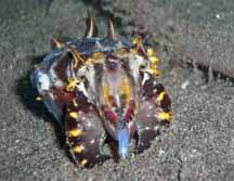 Flamboyant Cuttlefish Eating