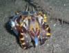 Flamboyant Cuttlefish Eating