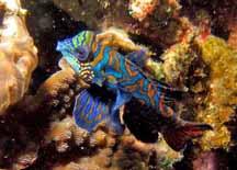 Mandarin Fish by Jane Bui