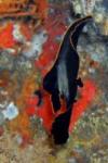 Juvenile Batfish (Bannerfish)