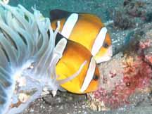 Tomato Anemone Fish