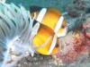 Tomato Anemone Fish