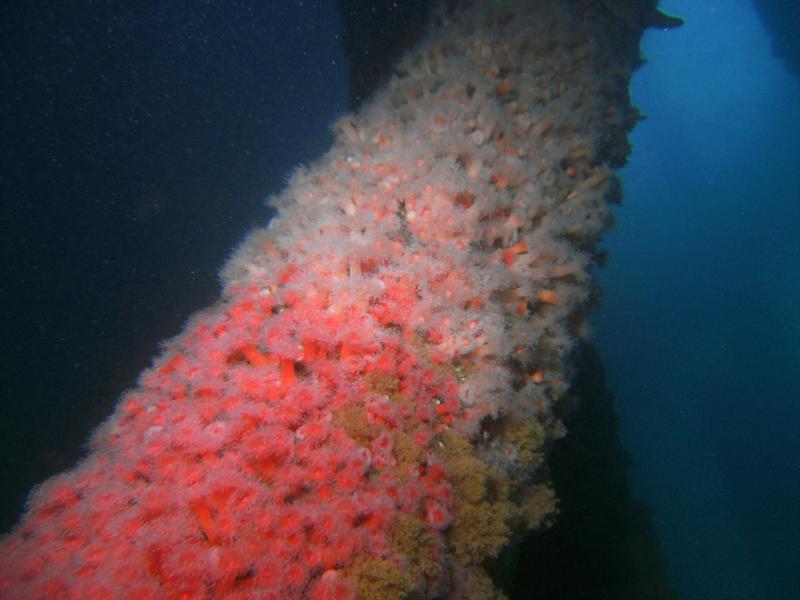 Strawberry anemones at Monterey Wharf