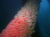 Strawberry anemones at Monterey Wharf