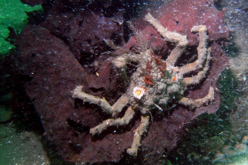 Crab with anemone growing on it